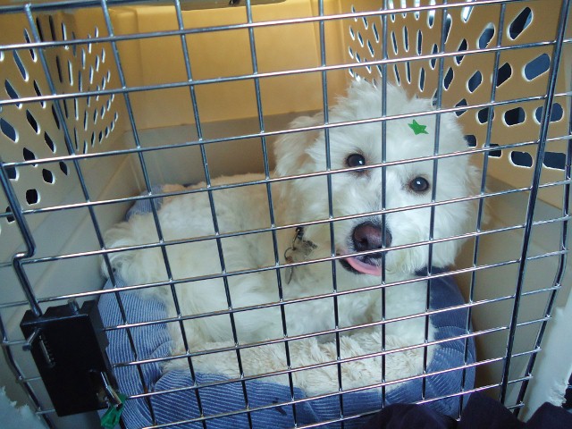 犬の手作りごはんと 下痢の経過 玄米は犬にもよい シアトルに 移住しました 犬の手作りごはんと 下痢の経過 玄米は犬にもよい シアトルに 移住しました