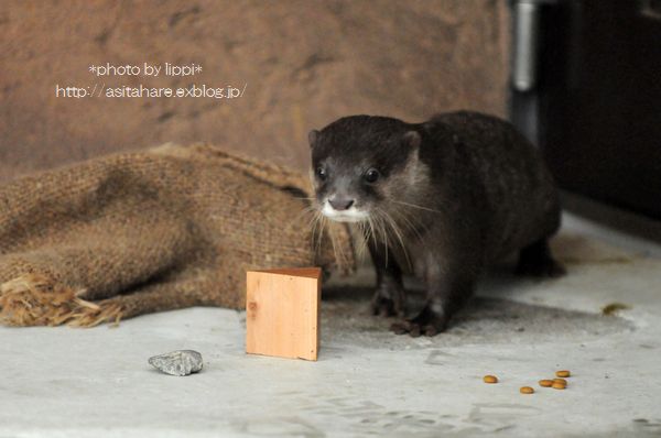 コツメカワウソのマサちゃんとピアくんと台風と・・・_b0024758_1314533.jpg