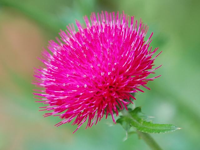 寺岡薊 テラオカアザミ 新 四季の花