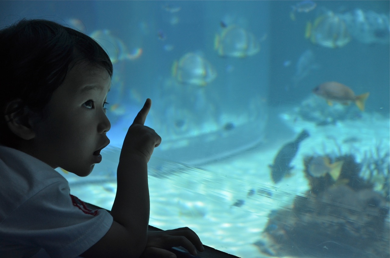 沖縄旅行・美ら海水族館_b0136669_115836.jpg