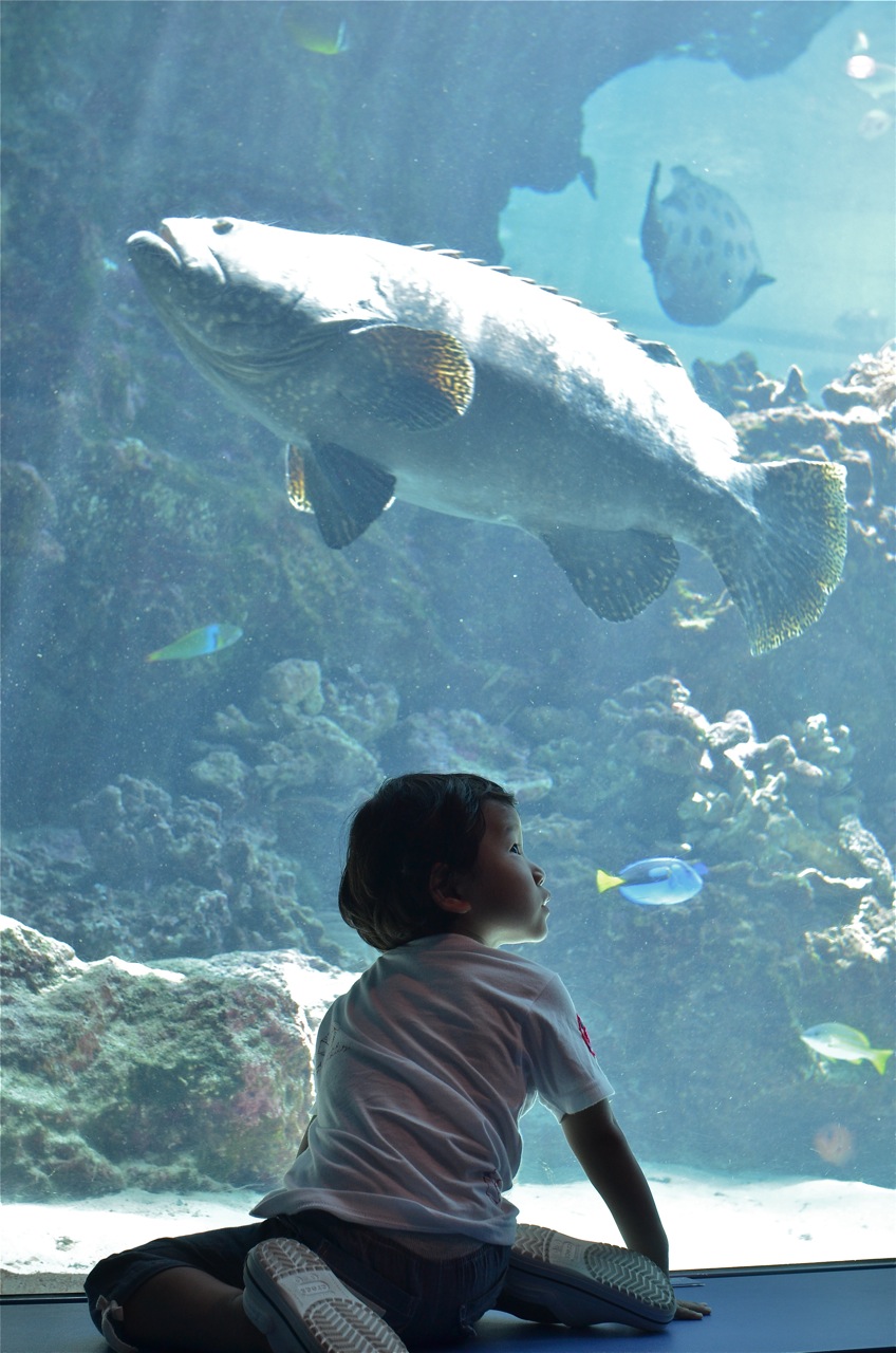 沖縄旅行・美ら海水族館_b0136669_12243944.jpg