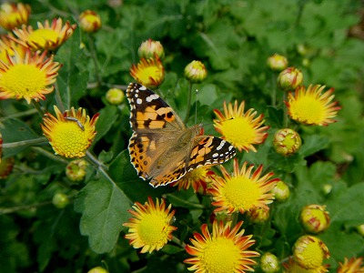 d0019074_8292831.jpg