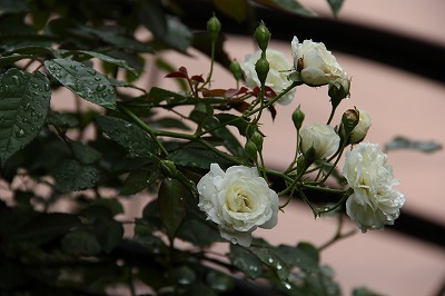 a0123003_9284731.jpg