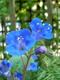 今年植えなかった1年草達②・・・来年はどうしよっかナ？_e0234004_2230537.jpg