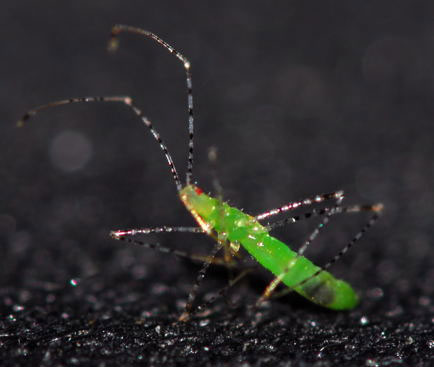 庭で見つけたすごく小さい緑の虫 昆虫ブログ むし探検広場