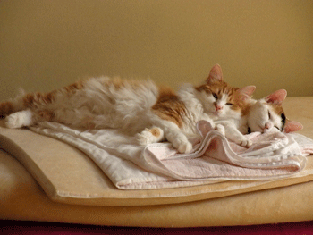 b0189509_857325.gif