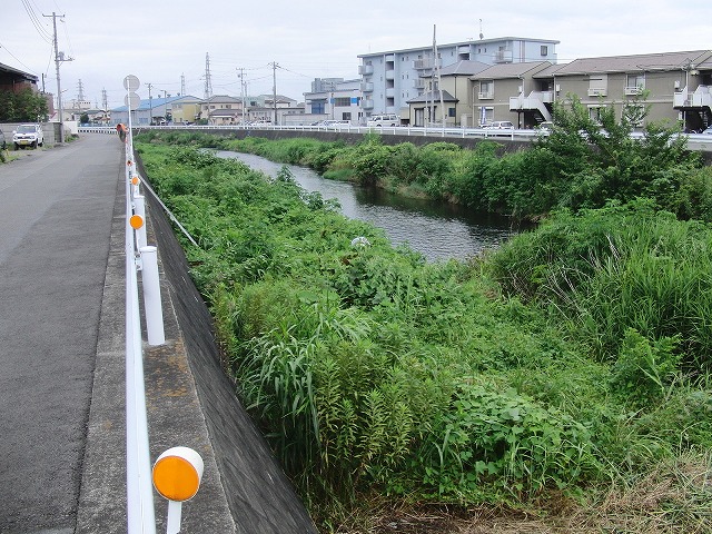 やっぱりヘビが出た！小潤井川の草刈り_f0141310_7254383.jpg