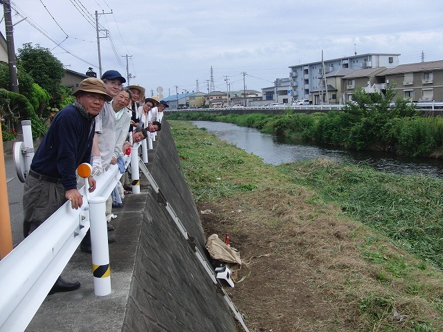 やっぱりヘビが出た！小潤井川の草刈り_f0141310_7255114.jpg