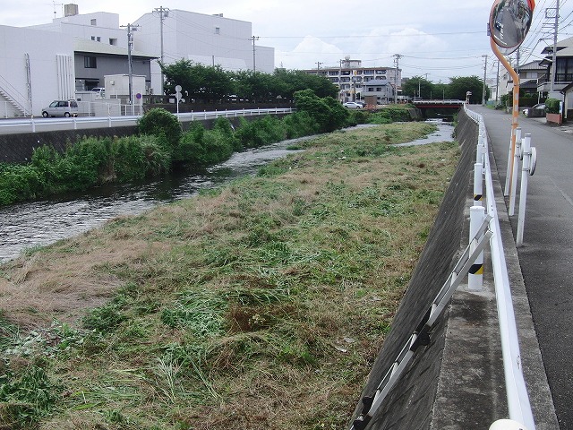 やっぱりヘビが出た！小潤井川の草刈り_f0141310_7261342.jpg