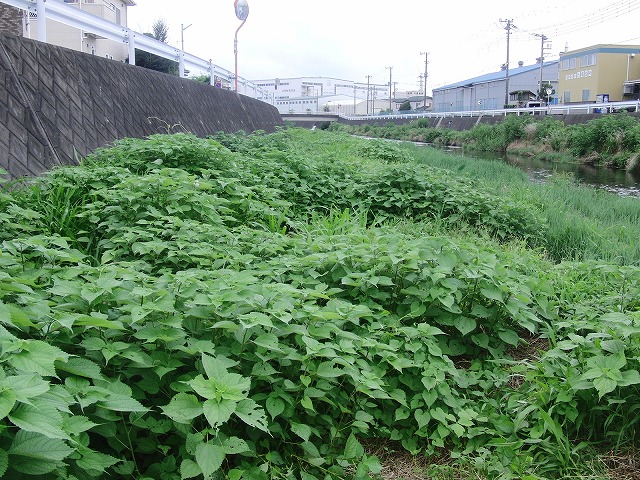 やっぱりヘビが出た!小潤井川の草刈り_f0141310_7262717.jpg