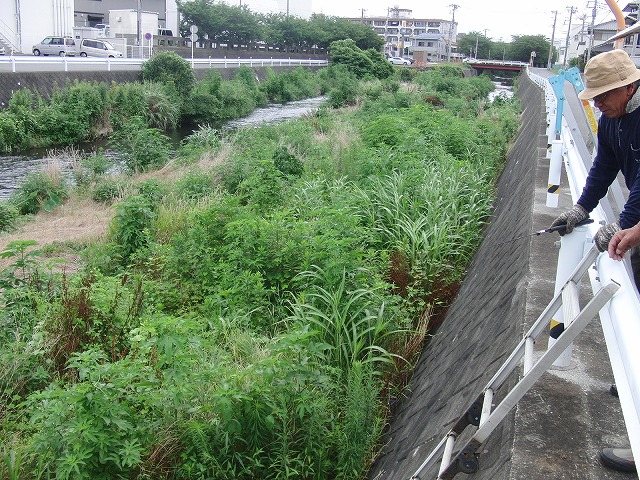 やっぱりヘビが出た!小潤井川の草刈り_f0141310_726572.jpg