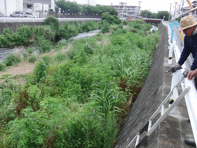 やっぱりヘビが出た！小潤井川の草刈り_f0141310_726572.jpg