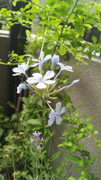 ルリマツリ_d0085018_9561824.jpg
