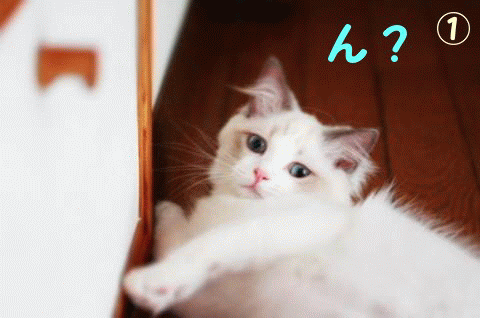 e0214720_16451637.gif
