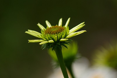 f0170524_1430234.jpg