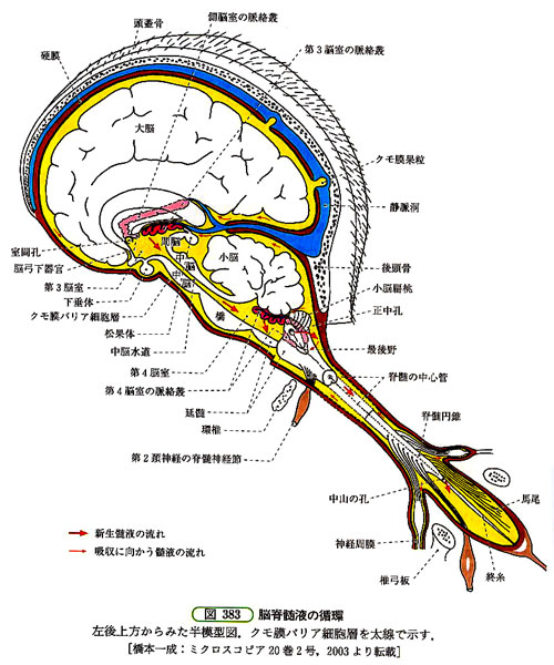 脳髄液 循環