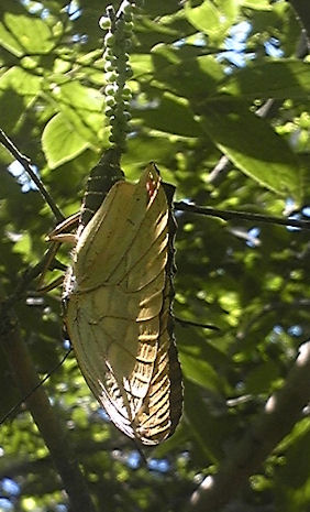f0161535_0404619.jpg
