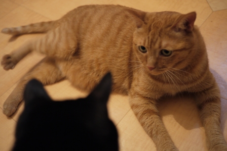 あっちに行って猫 しぇるのぇる編。_a0143140_23571266.jpg