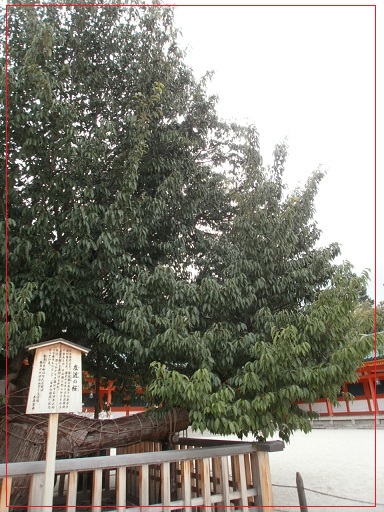平安神宮_e0108851_1683183.jpg