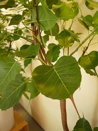 根上がりが好き!_a0201358_1402358.jpg