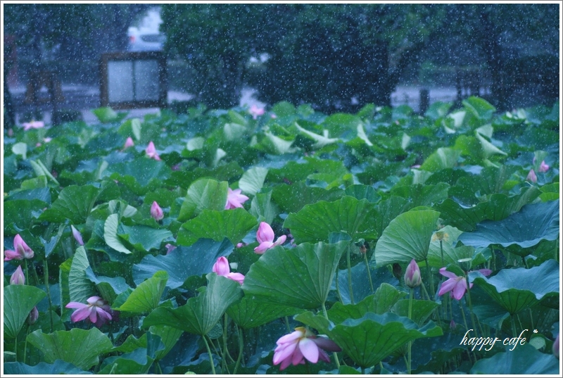 雨のリズム 蓮の葉から零れる雨と睡蓮 Happy Cafe Vol 2