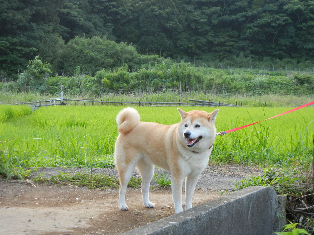 2011年7月22日(金)不思議なホオヅキ!_f0060461_1330482.jpg
