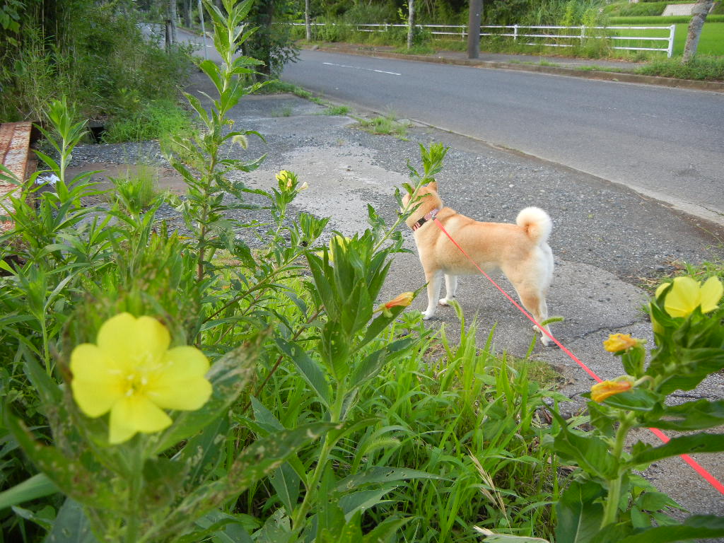 2011年7月22日(金)不思議なホオヅキ!_f0060461_13345324.jpg