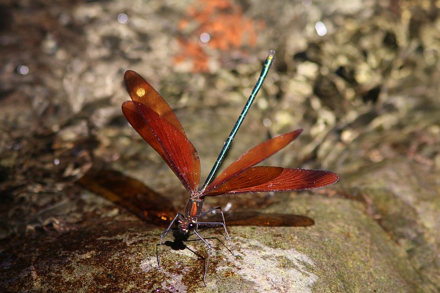b0084270_1425211.jpg