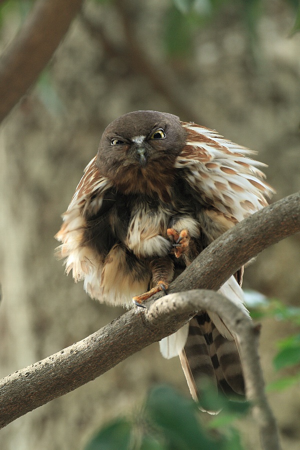 本日はアオバズクの日_f0105570_21131095.jpg