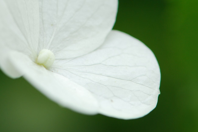 　　　【　ノリウツギの花　】_c0094572_4392673.jpg