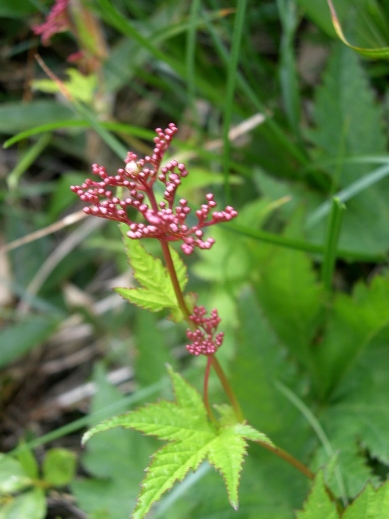 b0185573_44502.jpg