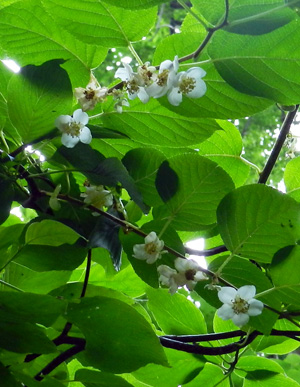 f0083977_7101118.jpg