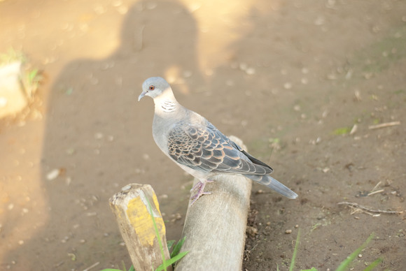 peace_b0194880_10283391.jpg
