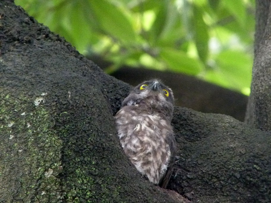 アオバズクの二番子_f0201084_21452970.jpg