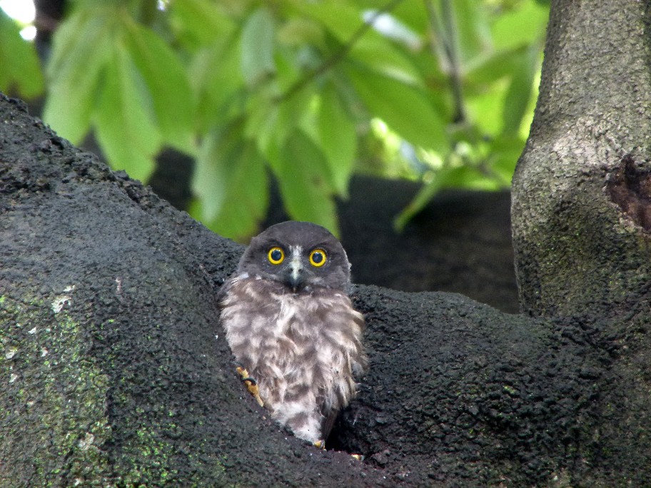 アオバズクの二番子_f0201084_21455424.jpg