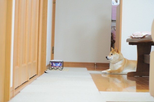 目覚ましかぼちゃん_a0126590_5493097.jpg