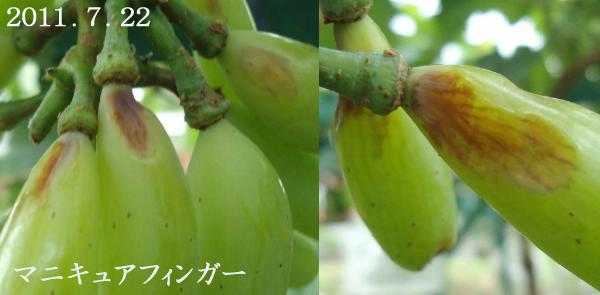 ぶどうが異常 難しい欧州種 これは病気か 生理障害 趣味の 果樹 今年も ぶどう と 新たに 桜桃 に注力