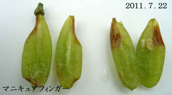 ぶどうが異常 難しい欧州種 これは病気か 生理障害 趣味の 果樹 今年も ぶどう と 新たに 桜桃 に注力 ぶどうが異常 難しい欧州種 これは病気か 生理障害 趣味の 果樹 今年も ぶどう と 新たに 桜桃 に注力