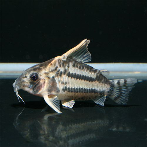 プルス上流ラブレア産 : ビーボックスアクアリウム 熱帯魚情報