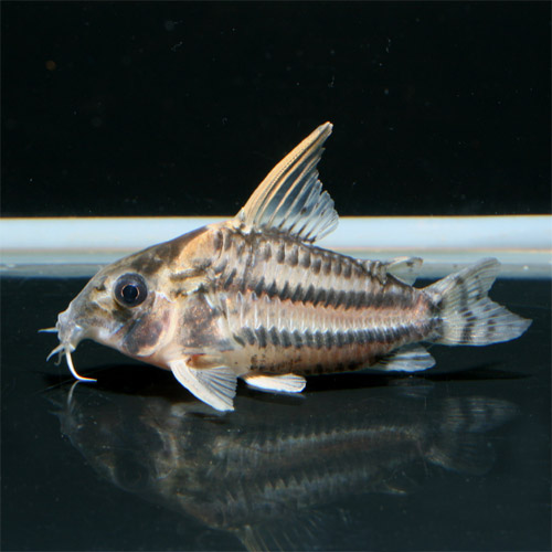 プルス上流ラブレア産 : ビーボックスアクアリウム 熱帯魚情報