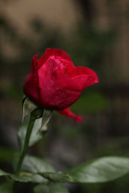 d0248502_1301793.jpg