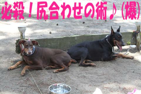 e0100007_10393685.jpg