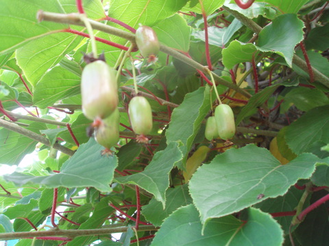 b0198109_785455.jpg