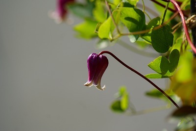 f0170524_1459451.jpg