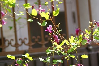 f0170524_15026.jpg