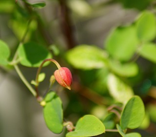 f0170524_1542734.jpg