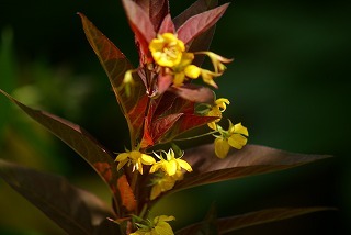 f0170524_1555536.jpg