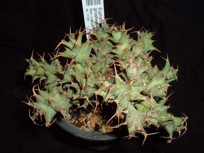 Euphorbia groenewaldiiが咲いています_a0212630_1722504.jpg