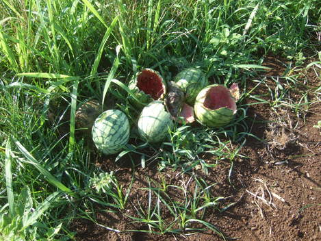 スイカがカラスに食べられた 家庭菜園日記 すろーらいふ 茅ケ崎のはまちゃん 野菜つくり