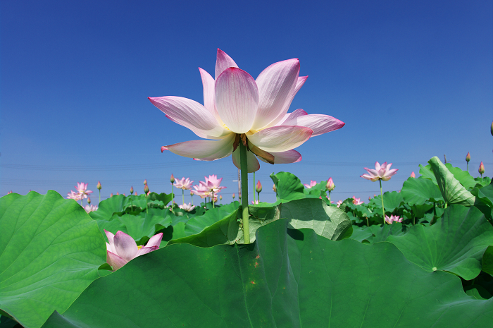 晴天のハス(城陽・花の小径) 前編_f0155048_1811071.jpg